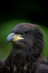 Bald Eagle, haliaeetus leucocephalus, Portrait of Immature