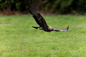 Golden Eagle, aquila chrysaetos, Adult in Flight