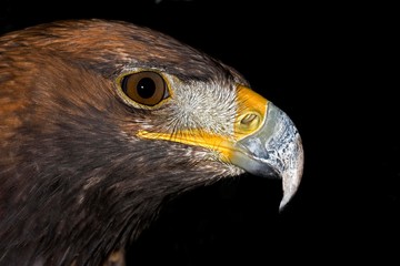 Golden Eagle, aquila chrysaetos, Close up of Head