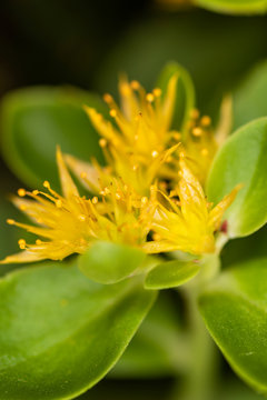 Sedum aizoon var. floribundum