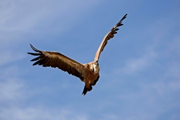Fototapeta na wymiar Griffon Vulture, gyps fulvus, Adult in Flight against Blue Sky