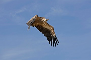Griffon Vulture, gyps fulvus, Adult in Flight against Blue Sky