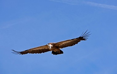 Griffon Vulture, gyps fulvus, Adult in Flight against Blue Sky