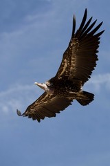 Ruppell's Vulture, gyps rueppellii, Adult in Flight against Blue Sky, Masai Mara Park in Kenya