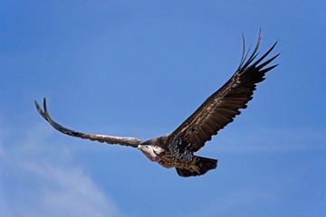 Ruppell's Vulture, gyps rueppellii, Adult in Flight against Blue Sky, Masai Mara Park in Kenya