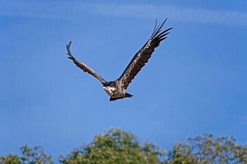 Ruppell's Vulture, gyps rueppellii, Adult in Flight against Blue Sky, Masai Mara Park in Kenya
