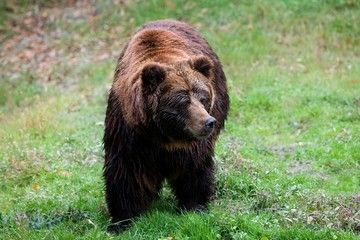 Brown Bear, ursus arctos, Adult standing on Grass