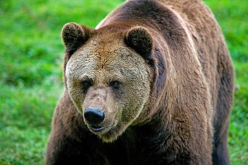 Brown Bear, ursus arctos, Adult