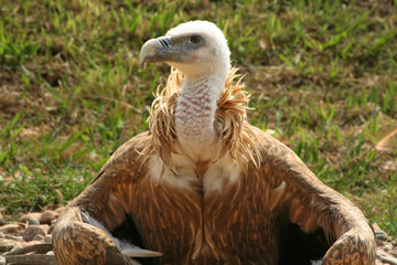 Close up of a griffon vulture