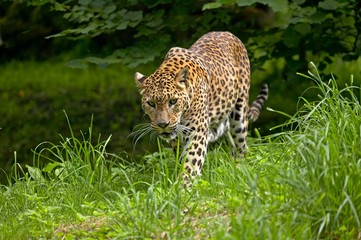 Fototapeta na wymiar Sri Lankan Leopard, panthera pardus kotiya, Adult walking on Grass