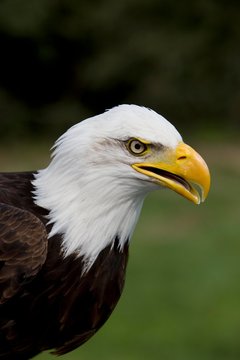 Bald Eagle, haliaeetus leucocephalus, Portrait of Adult