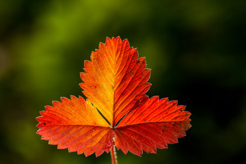 Various plant examples of intact nature