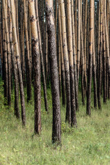 pine forest with black trunks at the base