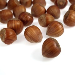Hazelnuts, corylus avellana, Fruist against White Background