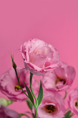 Delicate bouquet of pink eustoma flowers on a pink background