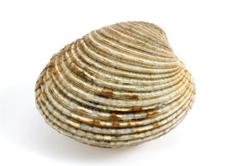 Fototapeta na wymiar Clam, venus verrucosa, Shell against White Background
