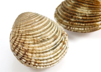 Clams, venus verrucosa, Shells against White Background