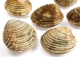 Clams, venus verrucosa, Shells against White Background