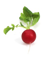 Red Radish, raphanus sativus against White Background