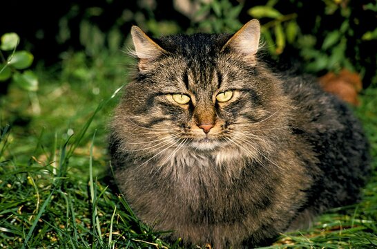Skogkatt Domestic Cat, Adult laying on Grass