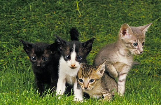 Oriental Domestic Cat, Kittens