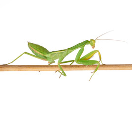 green young mantis sitting on a wooden stick, insect isolated on white background
