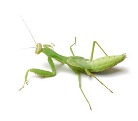 green young mantis sitting on a white background