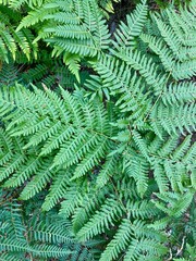 green fern background