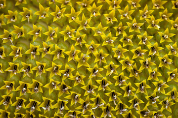 Helianthus annuus - sunflower - Seeds of ripen sunflowers - gundondu &ndash; g&uuml;nebakan