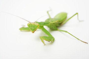 young green praying mantis on a white background looking at the camera