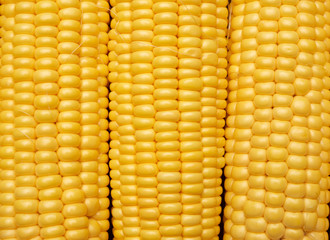 yellow corn cob texture, full frame