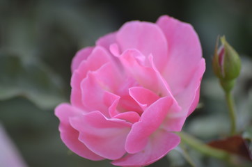 the light pink rose flower
