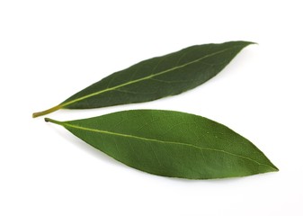 Sweet Bay or Bay Laurel, laurus nobilis, Leaves against White Background