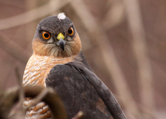 Close up of a male Eurasian sparrowhawk (Accipiter nisus) 