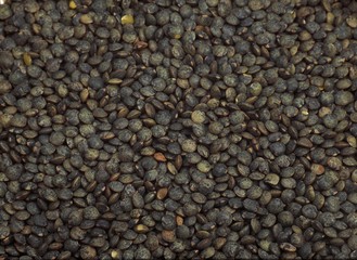 French Green Lentils called Puy Lentils