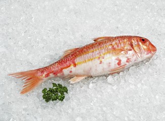 Gurnard, mullus surmuletus, Fresh Fish on Ice
