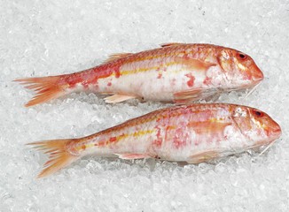 Gurnard, mullus surmuletus, Fresh Fishes on Ice
