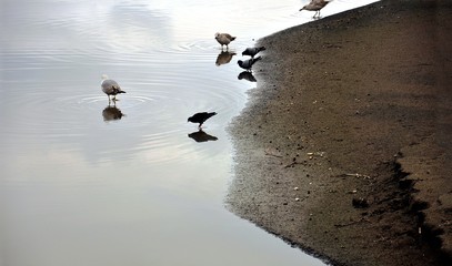 the birds at the beach