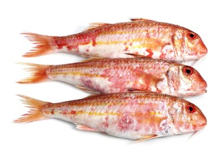 Gurnard, mullus surmuletus, Fresh Fishes against White Background