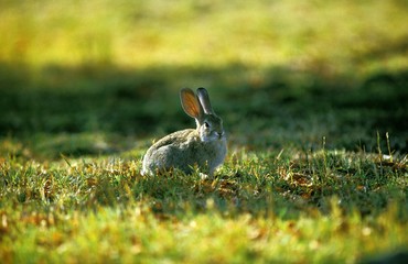 Desert Cottontail Rabbit or Audubon's Cottontail, sylvilagus audubonii