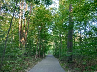 path in the forest