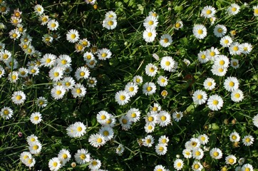 Daisies, bellis perennis © slowmotiongli