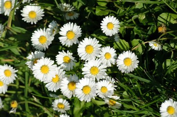 Daisies, bellis perennis © slowmotiongli