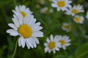 Obraz na płótnie Canvas white and yellow daisy flowers