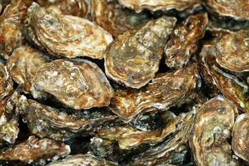 French Oyster called Fine de Claire, ostrea edulis