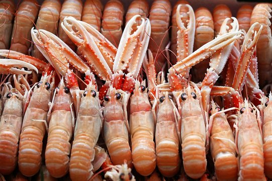 Dublin Bay Prawns or Norway Lobsters or Scampi, nephrops norvegicus at Fishmonger's Shop
