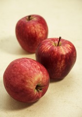 Royal Gala Apple, malus domestica