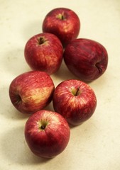 Royal Gala Apple, malus domestica