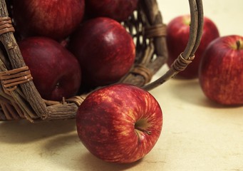 Royal Gala Apple, malus domestica
