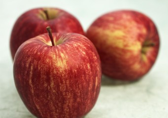 Royal Gala Apple, malus domestica